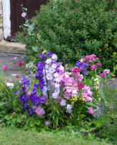 Purple flowers reference photo