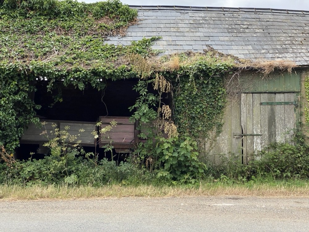 Slate barn roof almost completely covered in ivy and climbing plants above weathered green timber doors