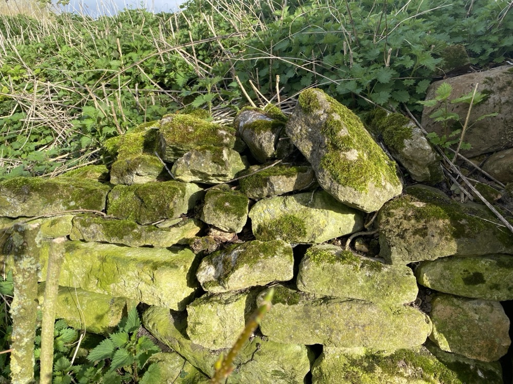 Moss-covered dry stone wall among nettles in bright sunlight