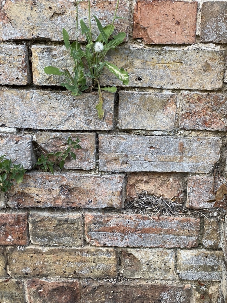 Old salvaged brick wall with plants and a bird's nest in the gaps where mortar has gone