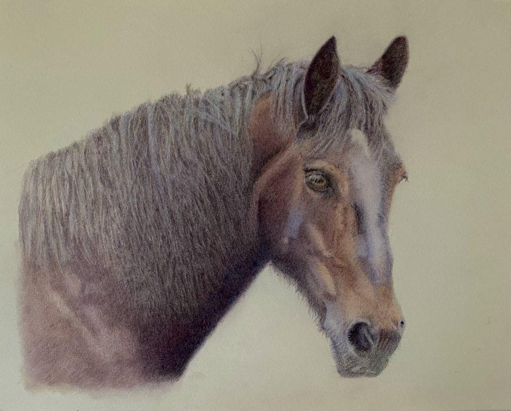 Finished coloured pencil portrait of Balsam, a bay horse with a white blaze and shaggy mane