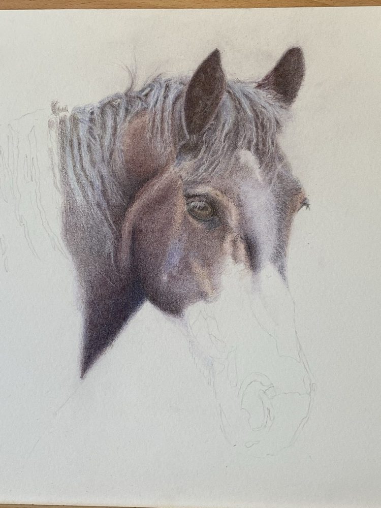 Coloured pencil horse portrait in progress on Lightfast paper, eye and forelock drawn, muzzle still a light outline