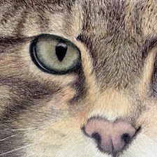 Detailed close-up of realistic fur texture in a wild cat coloured pencil drawing from an advanced tutorial