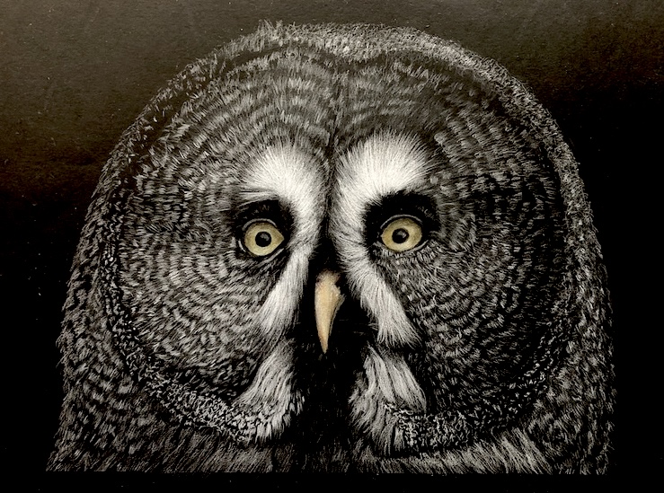 An owl drawn mostly in white coloured pencil on black paper, with colour added in the eyes and bill