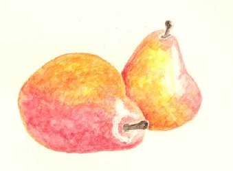 The pears after a damp brush has activated the first layers, the pencil marks dissolved into smooth colour with highlights still bright