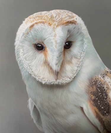 Coloured pencil drawing of a barn owl portrait