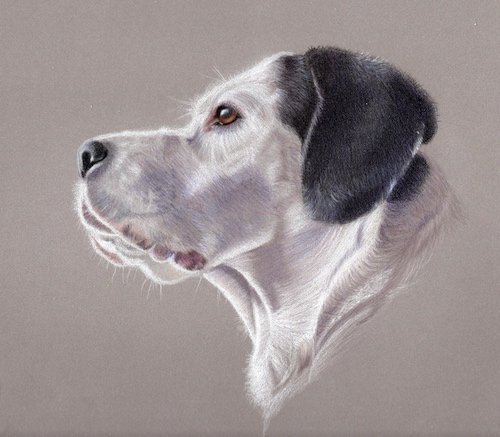 Polly the dog, a coloured pencil portrait worked on Pastelmat