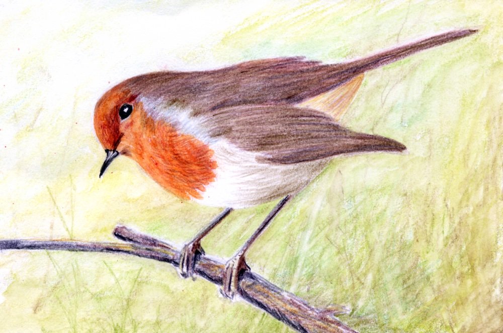 Finished watercolour pencil robin on a branch