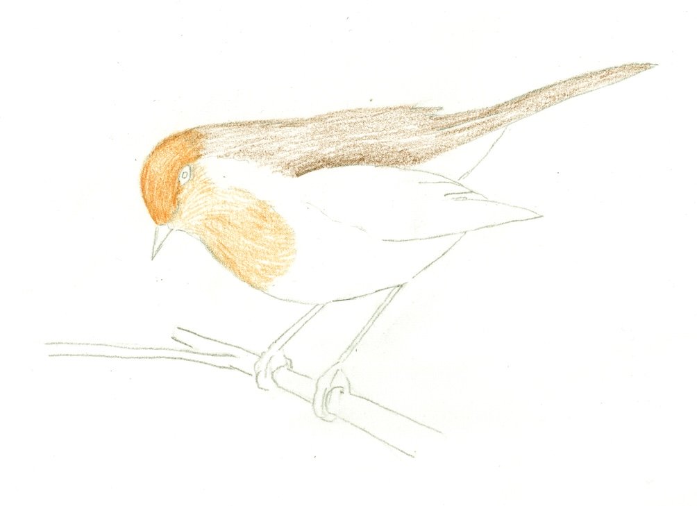 Stage 1: the first dry watercolour pencil colour on the robin, the rest still in outline