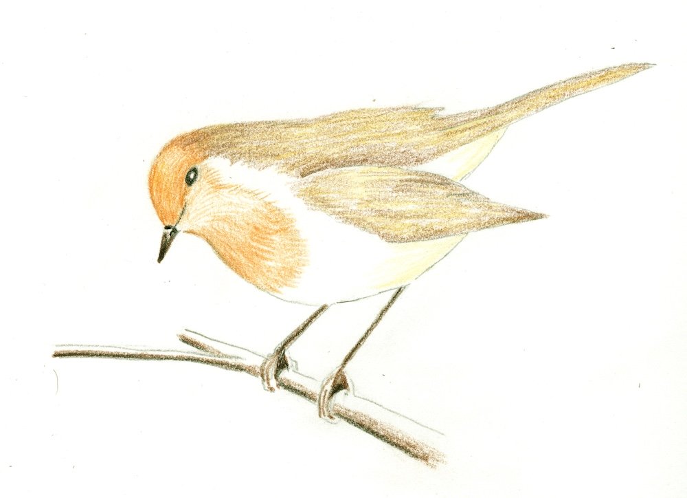 Stage 2: dry colour built up across the whole robin before any water
