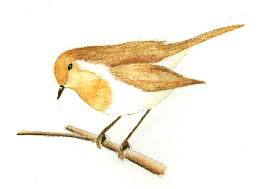 Stage 3: the robin blended with a damp brush in the direction the feathers grow