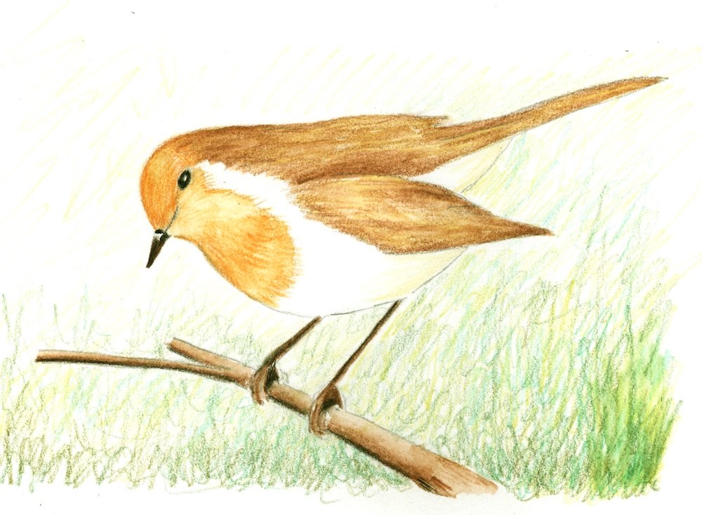 Stage 4: loose green scribbled behind the robin for grass and undergrowth