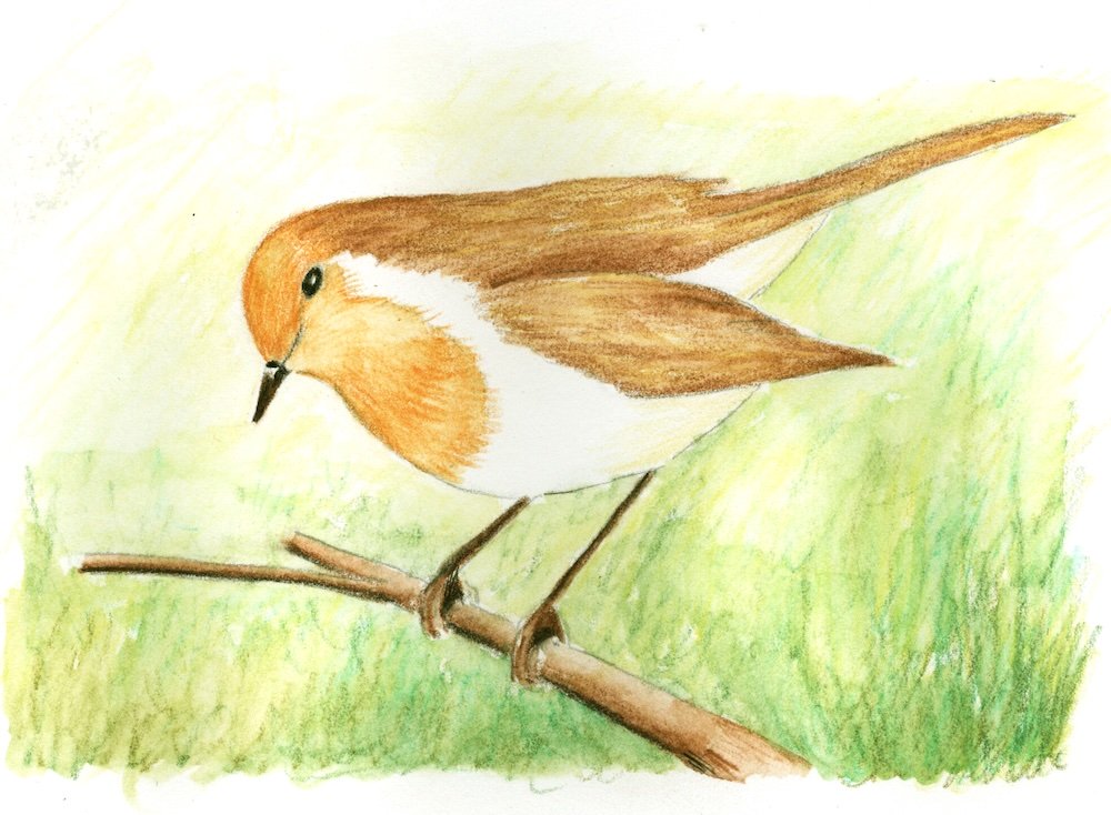Stage 5: the background blended soft and out of focus behind the robin