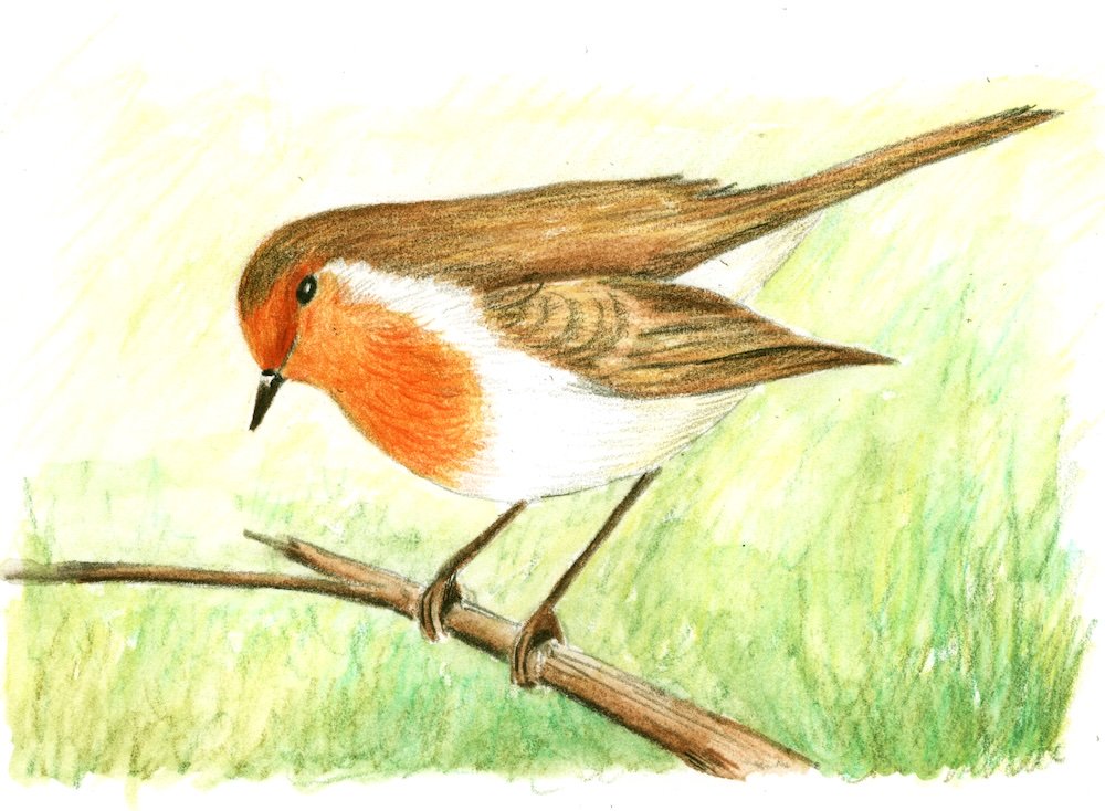 Stage 6: dry colour added on top to sharpen the robin's feather markings