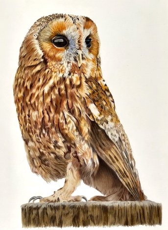 A tawny owl drawing by Carol Leather, worked on a single sheet of Polydraw film