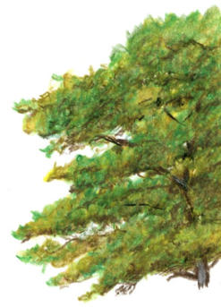A single tree drawn with watercolour pencils, foliage worked as a soft mass